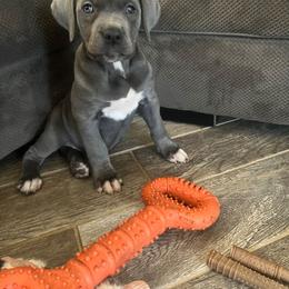 No collar - Gray female Cane Corso puppy in Fritch, Texas from Carrie Brown's Cane Corsos