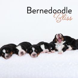 Bernedoodle Puppies from Bernedoodle Bliss