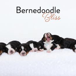 Bernedoodle Puppies from Bernedoodle Bliss