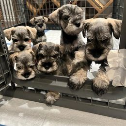 Miniature Schnauzer Puppies from So Cal Schnauzer