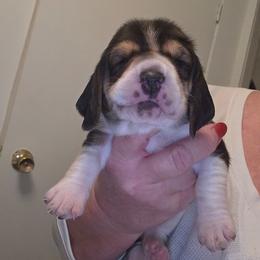 Wednesday - Black brown and white female Basset Hound puppy in Lexington, Kentucky from Hound Ridge Meadows