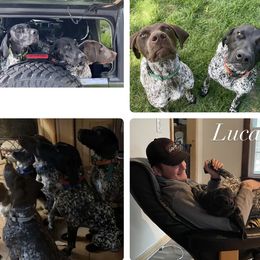 German Shorthaired Pointers from Secret Garden Pointers