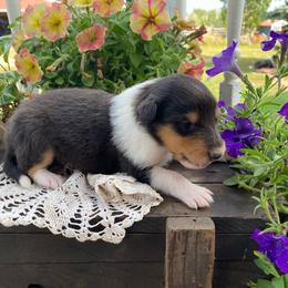 Girl 3 - Black white and tan female Collie puppy in Hinckley, Minnesota from Rusty Spur Collies