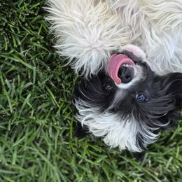 Joey - White and black male Chinese Crested puppy in Utah from Mlee puppies