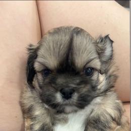 Toby - Red and tan male Shih Tzu puppy in Cabot, Arkansas from Borderland's Kennel