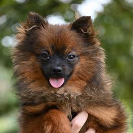 Bear - Red sable male Pomeranian puppy in Seneca, Missouri from Stephanie’s Puppy Colony