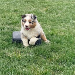 Hot Sauce (red collar) - Blue merle male Australian Shepherd puppy in Ashland, Ohio from SS Australian Shepherds