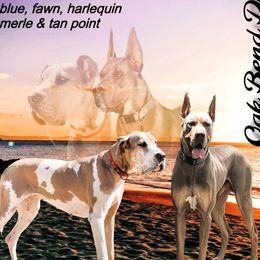 Great Dane puppies from Oak Bend Danes