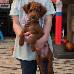 Koda - Poodle