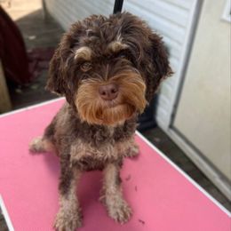 Bella Ann - Cockapoo
