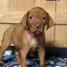 Puppy 11 - Golden rust female Vizsla puppy in Coal Center, Pennsylvania from Waymaker Vizslas