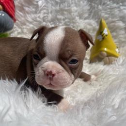 Scotty - Red male Boston Terrier puppy in Manchester, Iowa from Stogdill's Baby Bullies