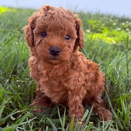 Flora - Red  female Poodle puppy in Morehead, Kentucky from Paw Perfect Pets