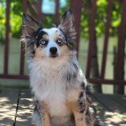 Miniature American Shepherds from Bodin Minatare American Shepards