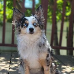 Miniature American Shepherds from Bodin Minatare American Shepards