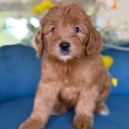 Photobomber - Red male Bernedoodle puppy in Yuciapa, California from AlltheDoodlez_