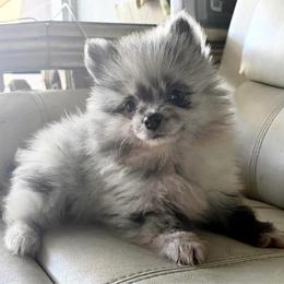 Max - Blue merle male Pomeranian puppy in Los Angeles, Santa Clarita, California from LT_Poms