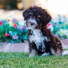 Buckwheat - Brown male Bernedoodle puppy in Gilbert, Arizona from Safe Havynn Doodles