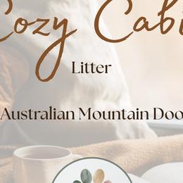 Aussiedoodles, Australian Mountain Doodles, French Bulldogs, and Poodles from The Kindred K9