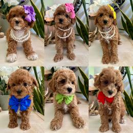 Goldendoodle and Poodle Puppies from Deerly Poodles & Doodles