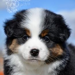 BTF-2 - Black tri female Miniature American Shepherd puppy in Baker City, Oregon from Back Country Aussies