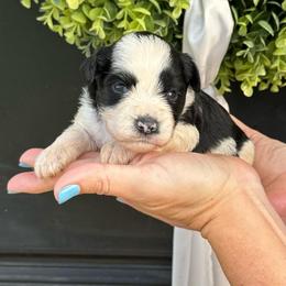 Cash - Blue Boy - Parti male Miniature Schnauzer puppy in Oneonta, Alabama from Murphree Valley Kennels
