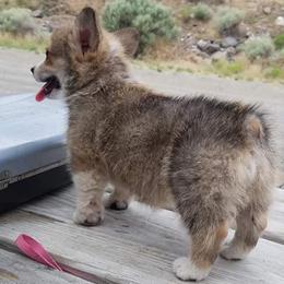 Pembroke Welsh Corgi Puppies from Iron Moss Ranch