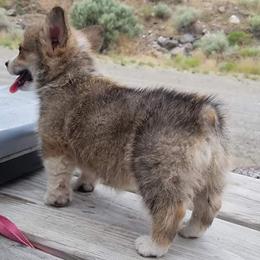 Pembroke Welsh Corgi Puppies from Iron Moss Ranch