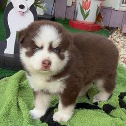 Matthias - Red and white male Pomsky puppy in Spring Hill, Florida from PDQ Pomskies