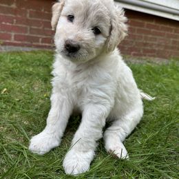 Bordoodle Puppies from Bordoodles of Maine