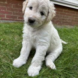 Bordoodle Puppies from Bordoodles of Maine