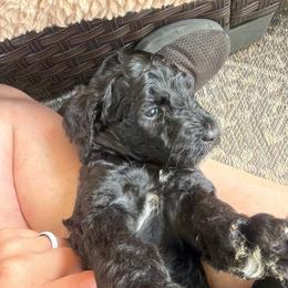 Bonnie - Black female Goldendoodle puppy in Petersburg, West Virginia from Wv Diva Doodles