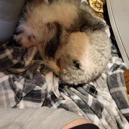 Chinese Crested and Shih Tzu All Grown Up from Wuppie Tree House