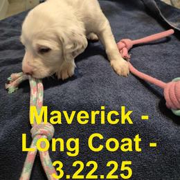 Maverick - White and liver brown Dalmatian puppy in Sylvania, Georgia from Dipping Dot Dalmatians