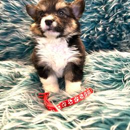 Dean Winchester (Fluffy) - Black and tan male Pembroke Welsh Corgi puppy in Olathe, Colorado from Rocking LJ Breeding