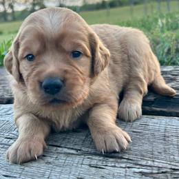 Pebbles - Dark golden female Golden Retriever puppy in Doniphan, Missouri from Stockford’s Golden Retrievers