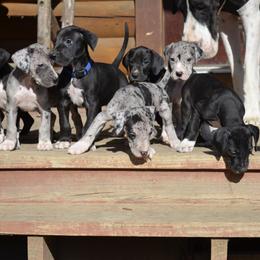 Great Dane Puppies from Ajani's Danes