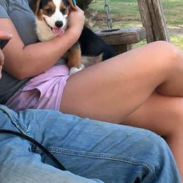 Boy 4 - Pembroke Welsh Corgi puppy from JK Ranch Corgis