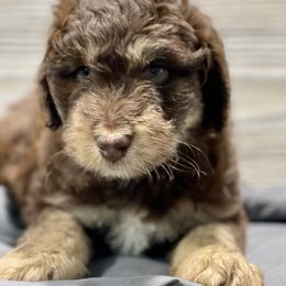 Aussiedoodle and Bernedoodle Puppies from North 40 Doodles