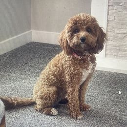 Mollie - Cavapoo