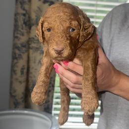 Princess Ann (Pink Girl) - Brown female Poodle puppy in Winterville, Georgia from Villa Rosa Poodles
