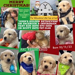 Golden Retriever Puppies from Ginn’s Golden Retrievers