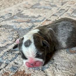 Panda - Blue female Boston Terrier puppy in Red Bluff, California from Sugar Baby Bostons