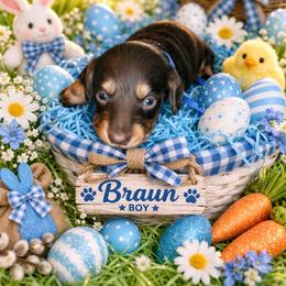 Braun - Chocolate and tan male Dachshund puppy in Lexington, Oklahoma from BooneDox Miniature Dachshunds