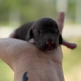 Boy 3 - Piebald male Dachshund puppy in London, Kentucky from Steele Half Acre Homestead