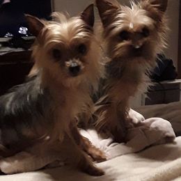 Yorkshire Terriers from Ruth's Yorkshire Terriers