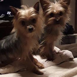 Yorkshire Terriers from Ruth's Yorkshire Terriers