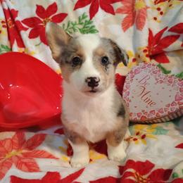 Girl 2 - Blue merle and white female American Corgi puppy in Pioneer, Michigan from Country Corners Corgis