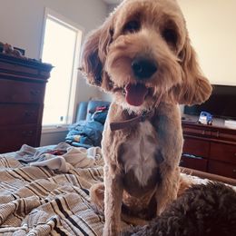 Prim - Goldendoodle