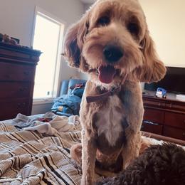 Prim - Goldendoodle